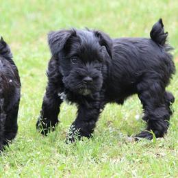 Cane Corso and Miniature Schnauzer Puppies from Brock’s Cane Corso & Miniature Schnauzers
