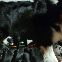 Aussiedoodles, Bernedoodles, Miniature Australian Shepherds, and Poodles from Waterford Doodle Farm