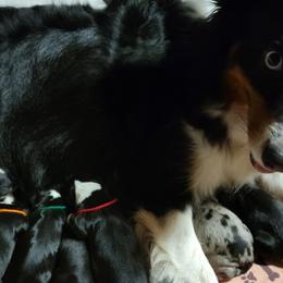 Aussiedoodles, Bernedoodles, Miniature Australian Shepherds, and Poodles from Waterford Doodle Farm