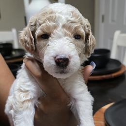 Sienna - Parti female Goldendoodle puppy in Richmond, Virginia from Highland Grove Doodles, LLC