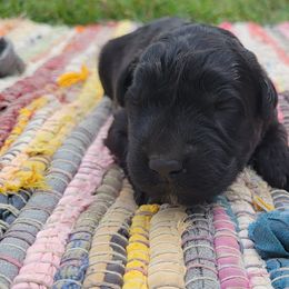 Serrano - Black female Bouvier des Flandres puppy in Drury, Missouri from Black Bears Critters