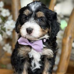 Savannah - purple collar - Tri-color female Bernedoodle puppy in Yuciapa, California from AlltheDoodlez_