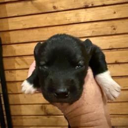 Girl 1 - Black and white female Siberian Husky puppy in Columbus, Ohio from Jamuison’s Siberian Huskies