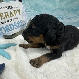 Boy 2 - Phantom male Poodle puppy in Middlebourne, West Virginia from El Silencio Standard Poodles
