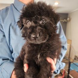 Valor (Grey collar) - Black male German Shepherd puppy in Columbus, Indiana from Stony Lonesome GSD
