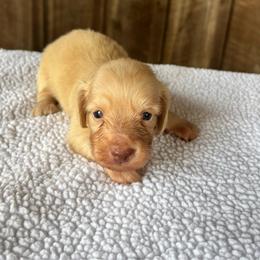 Boy 1 - Cream male Dachshund puppy in Randolph, Mississippi from Barnes Family Kennel