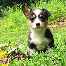 Molly Pitcher - Black and white female American Corgi puppy in Gouverneur, New York from St. Lawrence Corgis