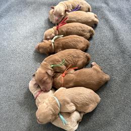 Female Pick - Red  female Goldendoodle puppy in Layton, Utah from Gracious Doodle Dogs