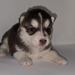 Emmie - Red and white female Siberian Husky puppy in Kansas City, Missouri from Anuun's Huskies