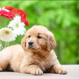 Zinnia - Golden female Golden Retriever puppy in Saint Joe, Indiana from Golden Acres Farm