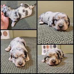 Blue Dapple Girl - Blue and cream female Dachshund puppy in Panama City Fl, Florida from Southern Bliss Doxies