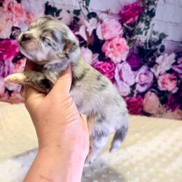 Blue and tan Merle - Bubbles - Blue merle female Pomeranian puppy in Maynardville, Tennessee from Knox Posh Poms