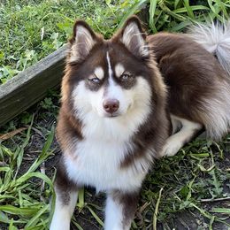 Ellie - Pomsky
