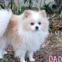 Chilyusha - Pomeranian