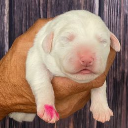 Pink Girl - White female Great Pyrenees puppy in Elfrida, Arizona from Outlaw Acres Farm & Kennels