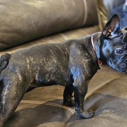 French Bulldog Puppies from A&D Frenchies
