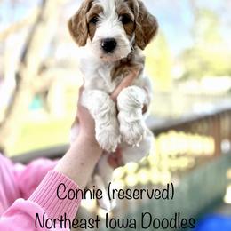 Connie - Parti female Goldendoodle puppy in Cedar Falls, Iowa from Northeast Iowa Doodles