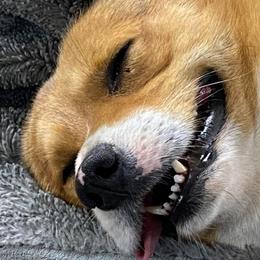 American Corgis and Pembroke Welsh Corgis from Cass County Corgi’s