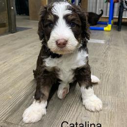 Catalina - Tri-color female Bernedoodle puppy in New Ringgold, Pennsylvania from Hawk Mountain Doodles