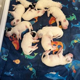 Girl 1 - Blue belton and tan (tri-color) female English Setter puppy in Windham, Connecticut from McFella’s Gun Dogs