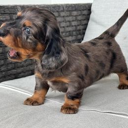 Boy 2 - Dapple male Dachshund puppy in Allenhurst, Georgia from B’s Dapper Dachshunds
