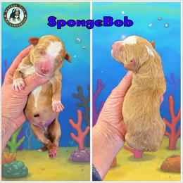 SpongeBob - Yellow and white male Bernedoodle puppy in Banner Elk, North Carolina from Walnut Tree Bernedoodles