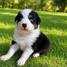 Sage - Black tri-color male Australian Shepherd puppy in Howardsville, Virginia from Spectacular Aussies and Cavaliers