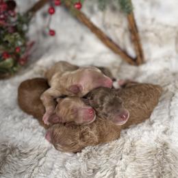 Goldendoodle puppies from Oh My Doodness!