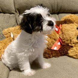 Assorted Doodle Crosses, Double Doodle, Maltipoo, Morkie, and Yorkipoo Puppies from Danza Bolo