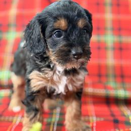 Cockapoo and Goldendoodle Puppies from Jax Doodles