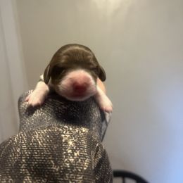 Girly - Chocolate and tan female Dachshund puppy in Hawthorne, Florida from Circle M Dachshunds