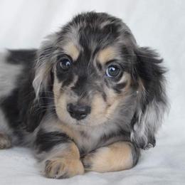 Dachshund Puppies from Dreamheart Dachshunds