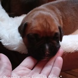 Boxer Puppies from Nikki's Boxers
