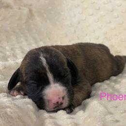 Boerboel, Shorkie, and Toy Australian Shepherd Puppies from SATA Kennels