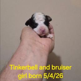 Mitzy - Black & white female Maltipoo puppy in Sedro Woolley, Washington from Absher Ranch