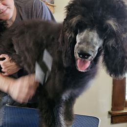 Girl 3 - Poodle puppy in New York from Powder Puff Poodles