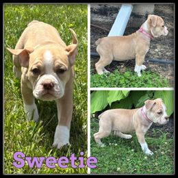 Sweetie - Fawn and white female Olde English Bulldogge puppy in Wheeler, Michigan from Haase Family Kennels