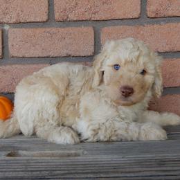 Millie - Cream female Labradoodle puppy in Millersburg, Ohio from My Pals