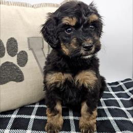 Periwinkle - Phantom female Bernedoodle puppy in Granton, Wisconsin from Rose River Farms