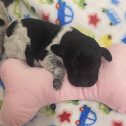 Puppy 2 pink collar - Black roan female German Shorthaired Pointer puppy in Hardeman County, Tennessee from Howell Farm GSP