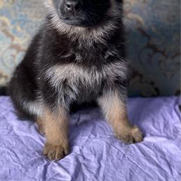 Purple collar girl - Black and red female German Shepherd puppy in Coleta, Illinois from Four Leaf Farm- Vom Vierblättriges Bauernhof