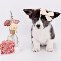 Freya - Brindle and white female American Corgi puppy in Santaquin, Utah from Blacktail Mountain Corgis