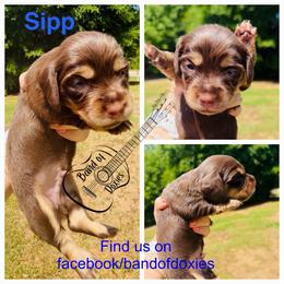 Sipp, AKC, male - Chocolate and cream male Dachshund puppy in Carriere, Mississippi from Band Of Doxies