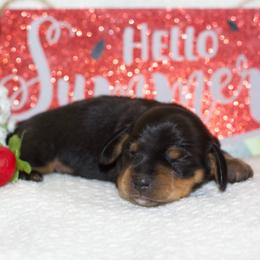 Vance - Black and tan male Dachshund puppy in Bellville, Ohio from JK Mini Doxies