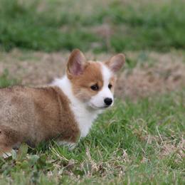 Cardigan Welsh Corgi and Pembroke Welsh Corgi Puppies from QueenE Corgi Farm