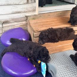 TBA - Black female Pumi puppy in Delhi, New York from Catskill Pumi