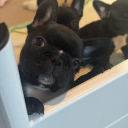 Niko - Black and white male French Bulldog puppy in Louisville, Kentucky from Diamonds Frenchies