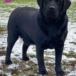Salem - Labrador Retriever