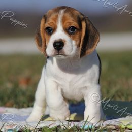 AKC 'Merry' - Black tan and white female Beagle puppy in Lamar, Missouri from Marti Acres ~ Boston Terrier & Beagles