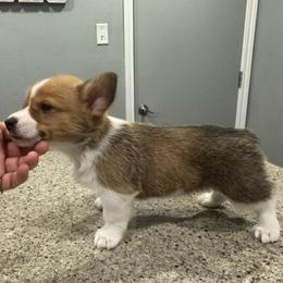 Pop - Red female Pembroke Welsh Corgi puppy in Rosharon, Texas from Hallin’ Corgis